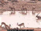 Antelope at waterhole (25531 bytes)