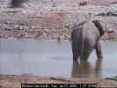 Elephant at waterhole (22365 bytes)