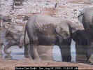 Elephants at waterhole (24504 bytes)