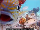 fishcam3.jpg (41289 bytes)